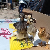 SIAP KIRIM - AYAM PELUNG ASLI CIANJUR - AYAM PELUNG ASLI