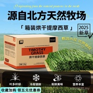 Cut Section Pasture Guinea Pig Drying Timothy Grass Section 25 Years First Stubborn Chinchilla Hay R