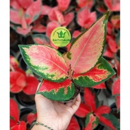 Tanaman Hias Aglaonema/Aglaonema RED MAJESTY