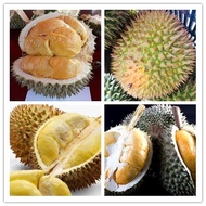 anak Pokok durian duri hitam 黑刺榴蓮樹苗 cpt berbuah hybrid top quality Pokok durian Kebun bunga sedap fruits