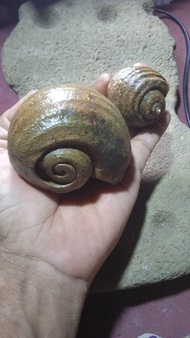 fosil keong jumbo