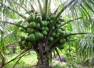 MM- Anak Pokok Kelapa MATAG HIJAU F2 / Kelapa Buah Hijau / Kacukan Malayan Dwarf dan Tagnanan / Poko