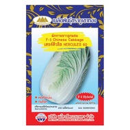 เมล็ดผักกาดขาว เฮอร์คิวลิส60 F-1 CHINESE CABBAGE MT/F1-31 ตราภูเขาทอง 200เมล็ดโดยประมาณ เมล็ดพันธุ์ผ