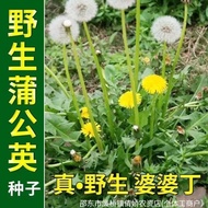 Dandelion Seeds Indoor Planting Amaranth Big Leaf Dandelion Dandelion Seeds Ornamental Granny Dingpu