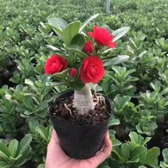 Double Petal Old Pile Desert Rose Potted Plant Four Seasons Blossoming Good Raising Indoor Multicolo