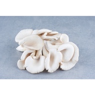 Fresh Vegetables - Oyster Mushrooms, 200g+ <Feiming's Greens>