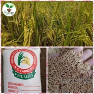 Binhing Palay Seeds/Variety Triple 2 BINHI Malakas umani sa tag ulan Certified High Germination rate