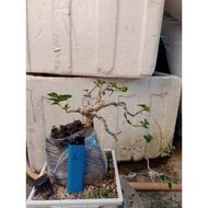 Bahan Bonsai Premna Microphylla Sancang,Bebuas,Beruas Lekat Pada Batu Karang Akar Stabil.