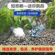 熱帶淡水迷你寶藍白金鸚鵡短鯛魚波子鳳凰好養易活小型草缸觀賞魚