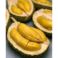 pokok durian musang king/D197