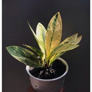 Tanaman bunga Anthurium jemani variegata / Anturium jemani varigata