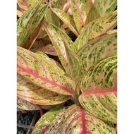 Aglaonema Chinese Evergreen Pink Legacy Indoor House Home Potted Plant