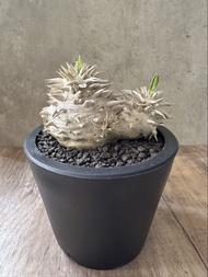 惠比須大黑 多肉植物 塊根 盆栽 仙人掌