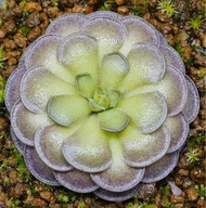 出售多款不同捕蟲堇❤️ 捕蟲堇 毛氈苔 茅膏菜 食蟲植物 太陽瓶 土瓶草 豬籠草  捕蠅草 植物 盆栽 多肉植物