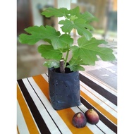 Anak Pokok Tin (Variety Jumbo)/ Fig/ 无花果树苗