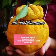 BIBIT BUAH JERUK DEKOPON