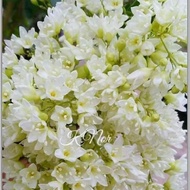 Bunga salji/snow vine/porana volubilis