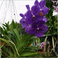 Promo anggrek vanda ungu siap berbunga/anggrek vanda dewasa