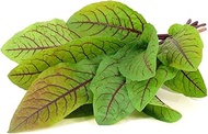 Click and Grow Smart Garden Bloody Sorrel Plant Pods, 9-Pack