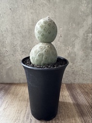 7/6/26 雪人習志野 多肉植物 塊根 盆栽 仙人掌 所有兜類 買二盆減$60 買三盆減$100