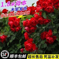 【Ten-Year Seedling】Vine China Rose Seedlings Flower Fragrant Garden Plant Indoor Flower Pot Rose Climbing Vine Rose NOFE