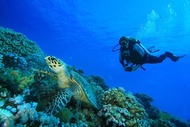 Full Day Racha Yai Scuba Diving Course All Inclusive from Phuket