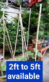 set of 20pcs or 30pcs bamboo stick for your plants support patpat  pang tukod Ng halaman or tanim