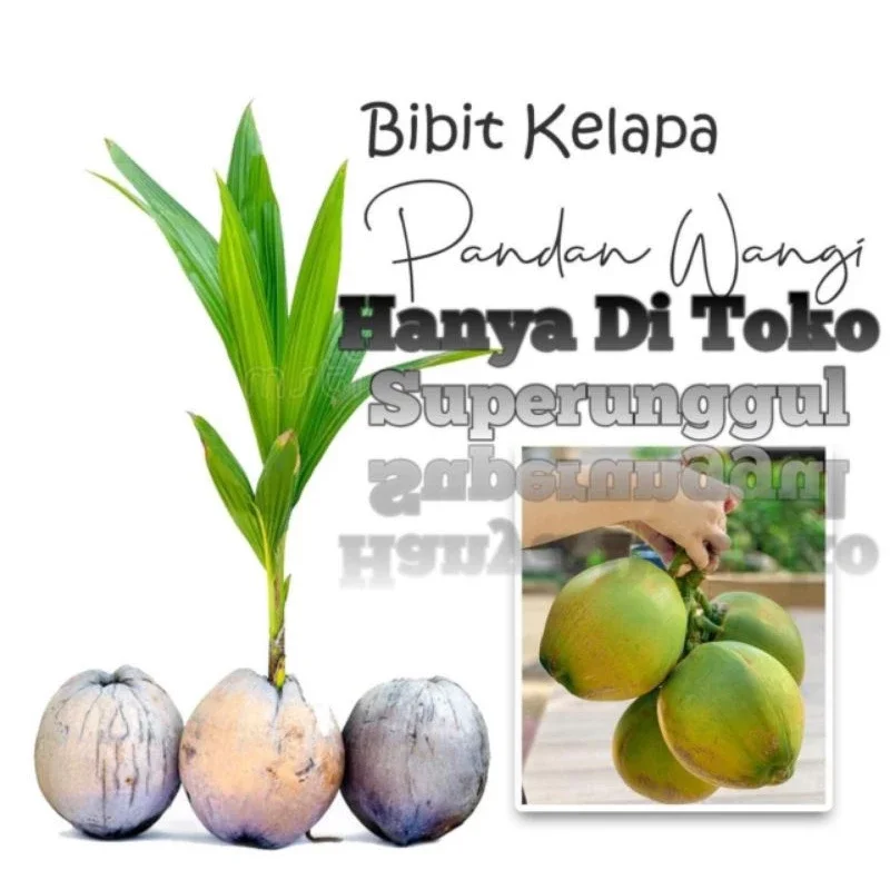 Bibit kelapa pandan wangi asli