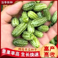 Sg Mini Watermelon Seeds Watermelon Seeds Thumb Watermelon Seeds Watermelon Seeds Vegetable Seeds Ve