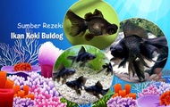 ikan mas koki buldog - ikan koki bulldog hitam menyala hiasan aquarium aquascape terlaris