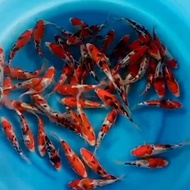 Ikan Koi Import Murah