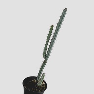 zac.culent - Euphorbia louwii (Succulent Cactus)