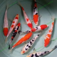 Terlaris Bibit Ikan Koi Semi Blitar 18-20Cm Best Seller