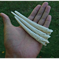 Once tulang sapi ukir unik