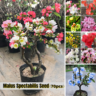 บอนสี บอนสีสวยๆ ต้นไห่ถังกระถาง 70 เมล็ด Malus spectabilis Flower Seeds บอนสีหายาก เมล็ดพันธุ์ เป็นไม้พุ่ม ดอกสีสันสวยงาม เมล็ดดอกไม้สวย เมล็ดดอกไม้ ต้นไม้มงคล บอนไซ ต้นไม้ฟอกอากาศ พันธุ์ดอกไม้ ต้นไม้ประดับ ต้นไม้จิ๋ว ต้นไม้จัดสวน Garden DIY Plants