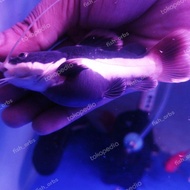 Hiasan aquarium Red Tail Catfish Shortbody /RTC SB