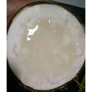 pokok kelapa jelly pandan wangi hybrid