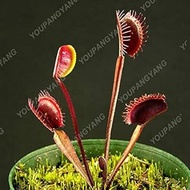 2017 New Arrl !!! 200 PCS Green s Family Food Cordyceps Seeds Weird Magic Venus Flytrap ivorous Seed