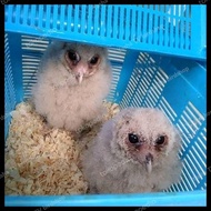 Burung Hantu Anakan Owl Oriental Bay Jinak Total