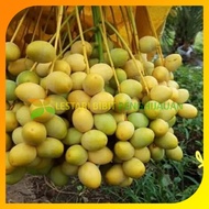 Bibit kurma kl1 Thailand