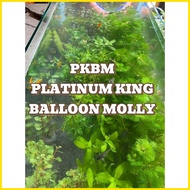 ☸ ◎ ஐ AQUARIUM PLANTS AND DECOR FOR PKBM(PLATINUM KING BALLOON MOLLY)