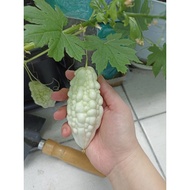 white jade bitter gourd seeds