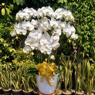 bunga anggrek pot hias , bunga anggrek bulan , bunga anggrek souvenir