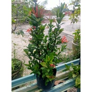anak pokok ixora merah