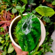 keladi tengkorak hijau alocasia green cuprea