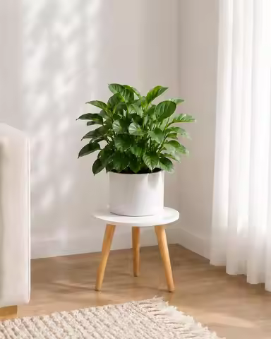 Plant Stand Small Plant Stool for Indoor Plants Wood Plant Holder | White Plant Table Flower Stand f