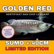 ikan Arwana / Arowana Golden Red Highback / HB +-40CM
