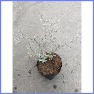 ♘ ◶ ❏ Variegated African Talisay Tree  Variety
