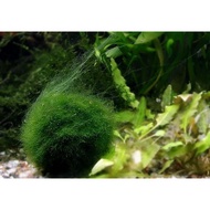 Green Hair Algae/Live plant/Lobster food, Algae eater fish, Snail & Shrimp frys best food