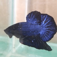 ikan cupang avatar blue black